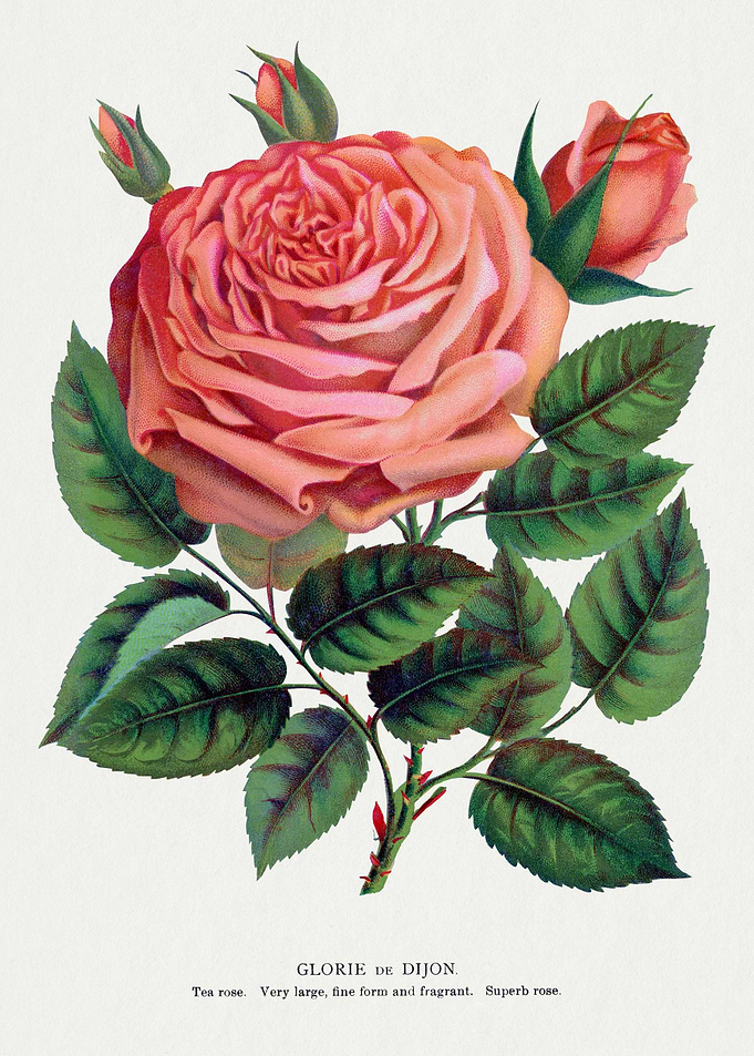 Glorie de Dijon Rose Illustration