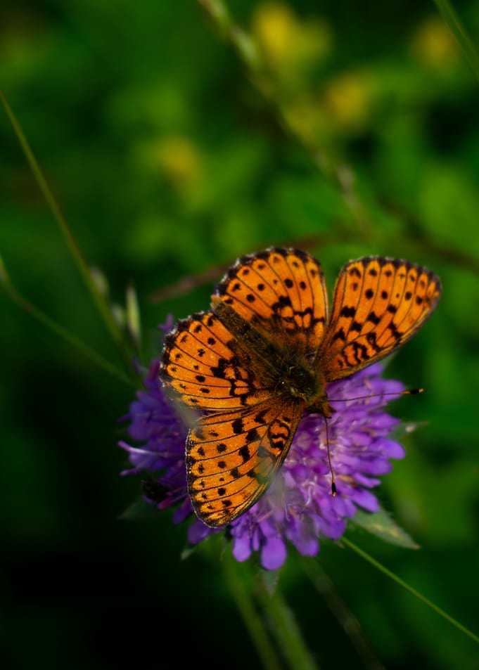 Butterfly on Purple Flower