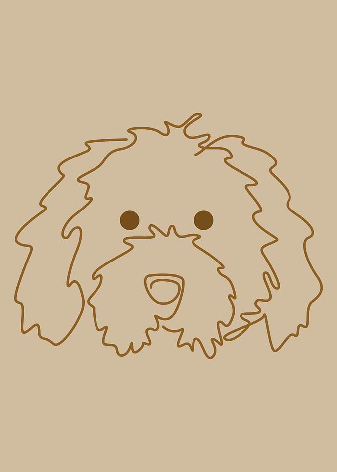 Cockapoo