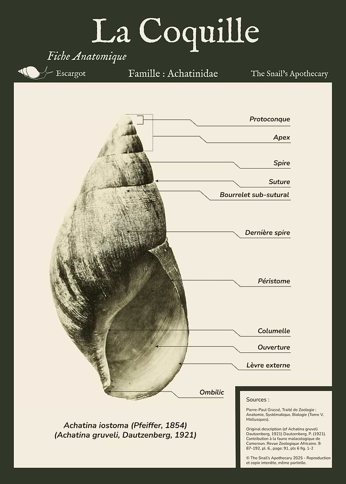 Anatomical Snail Shell Illustration - Schéma Anatomique Coquille d'Escargot