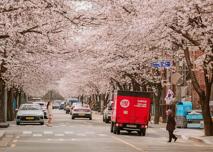 Cherry Blossom Street Scene in Seoul, South Korea
