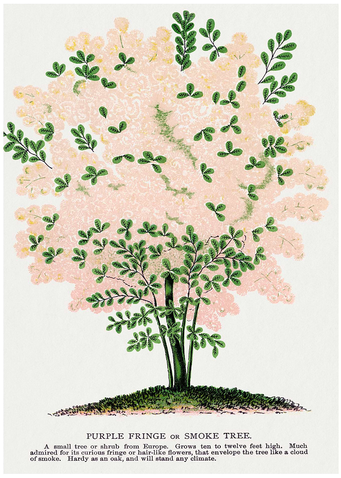 Purple Fringe or Smoke Tree Illustration