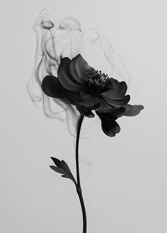 Monochrome Flower