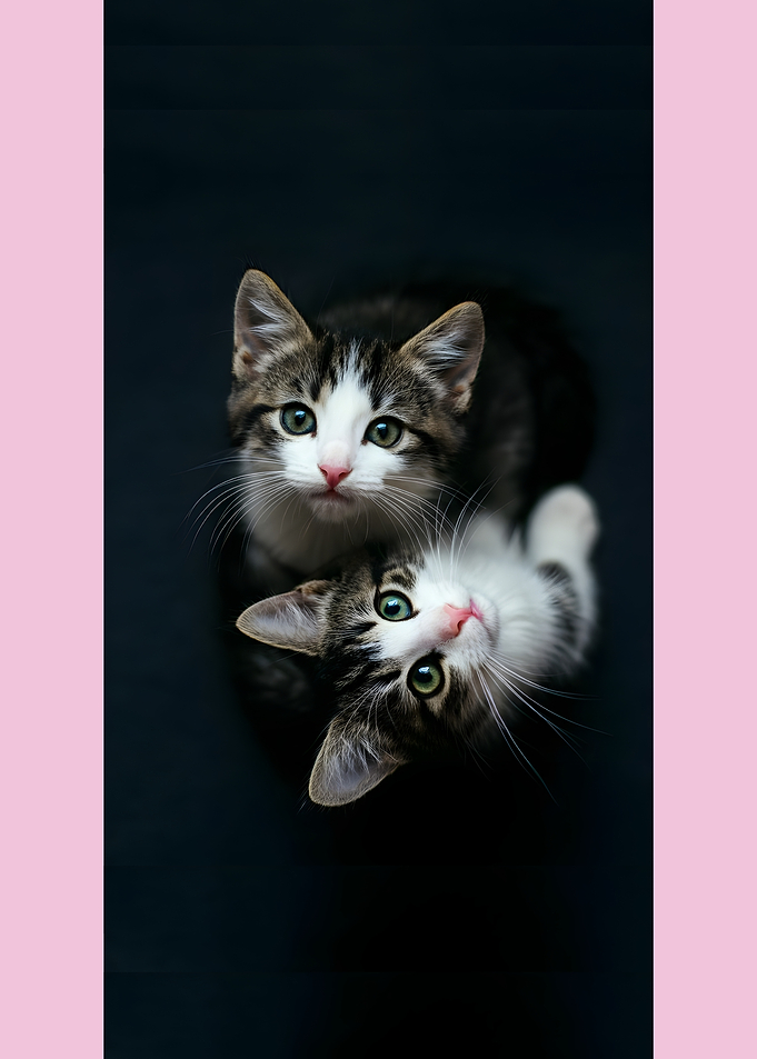Two Adorable Kittens Looking Upward