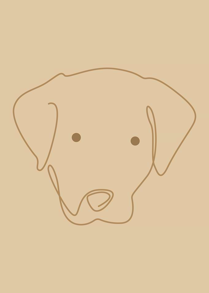 Labrador