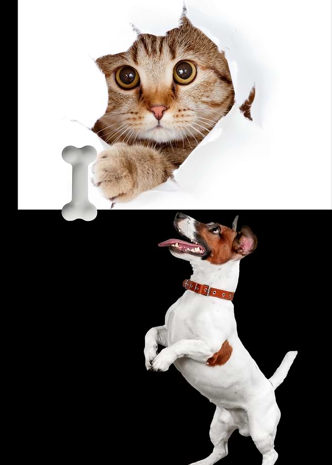 Cat, Dog, and Bone