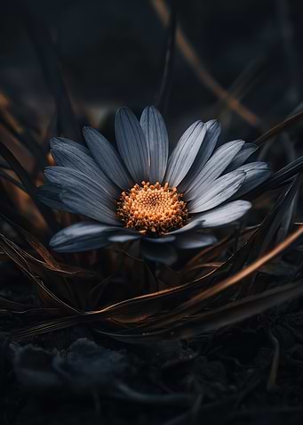 Blue Daisy Close-Up