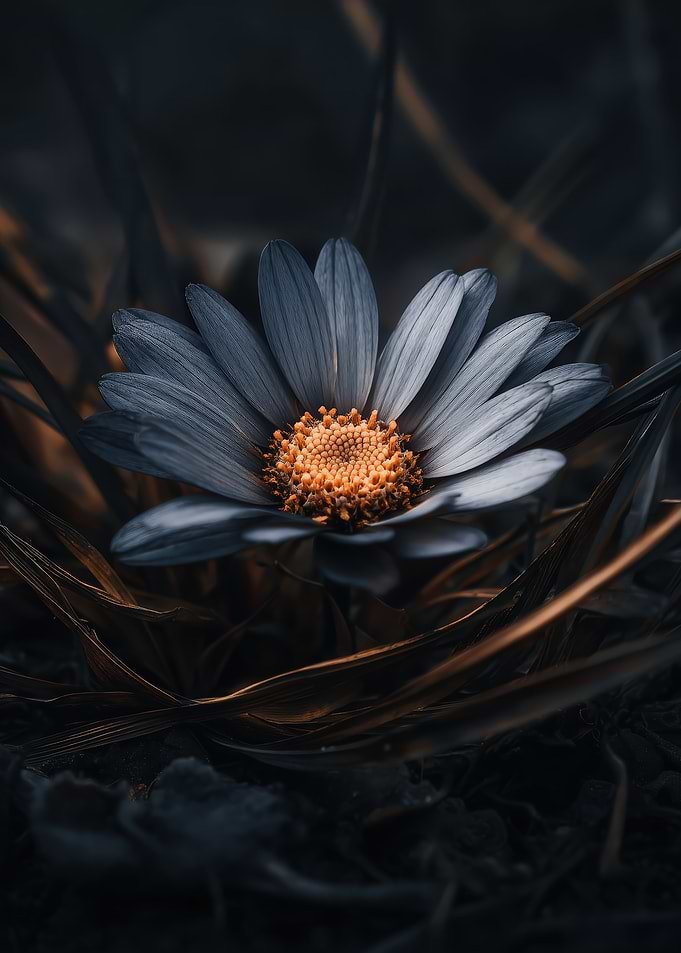 Blue Daisy Close-Up