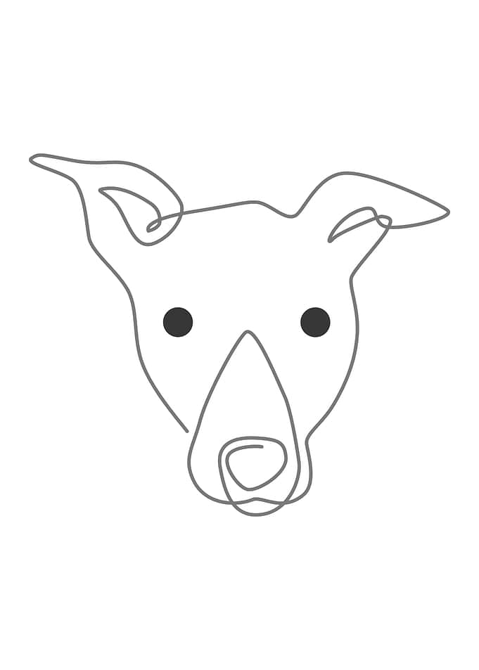 Whippet