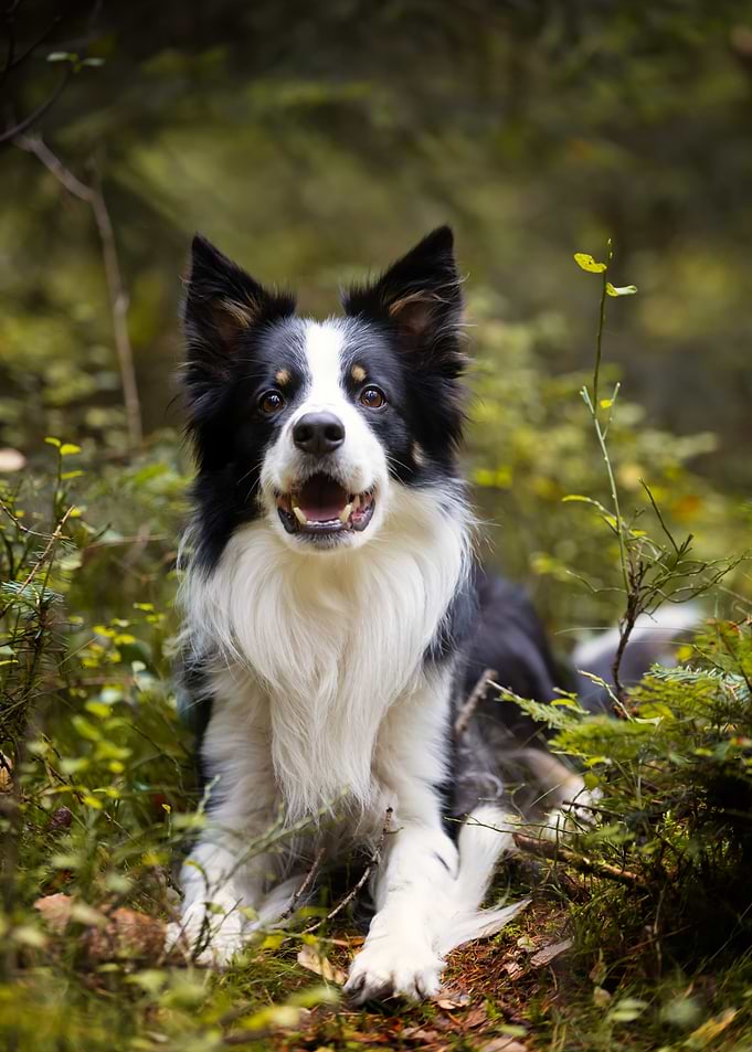 Happy Border Collie in Forest