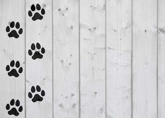 Footprints dog on wood pale side