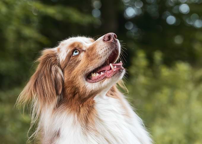 Happy Australian Shepherd Dog Portrait