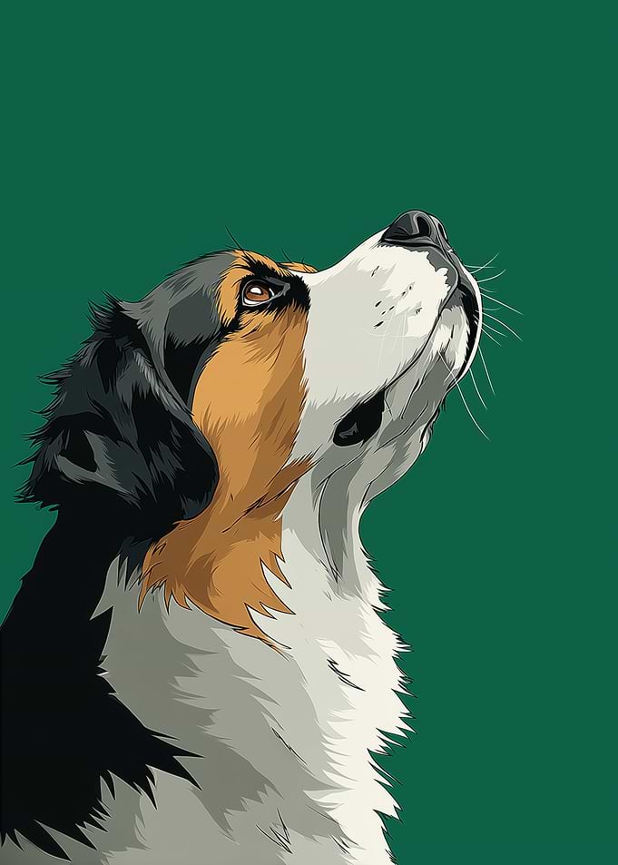 Bernese Mountain Dog Looking Upward