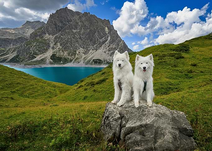 Two Samoyed Dogs in Mountain Landscape
