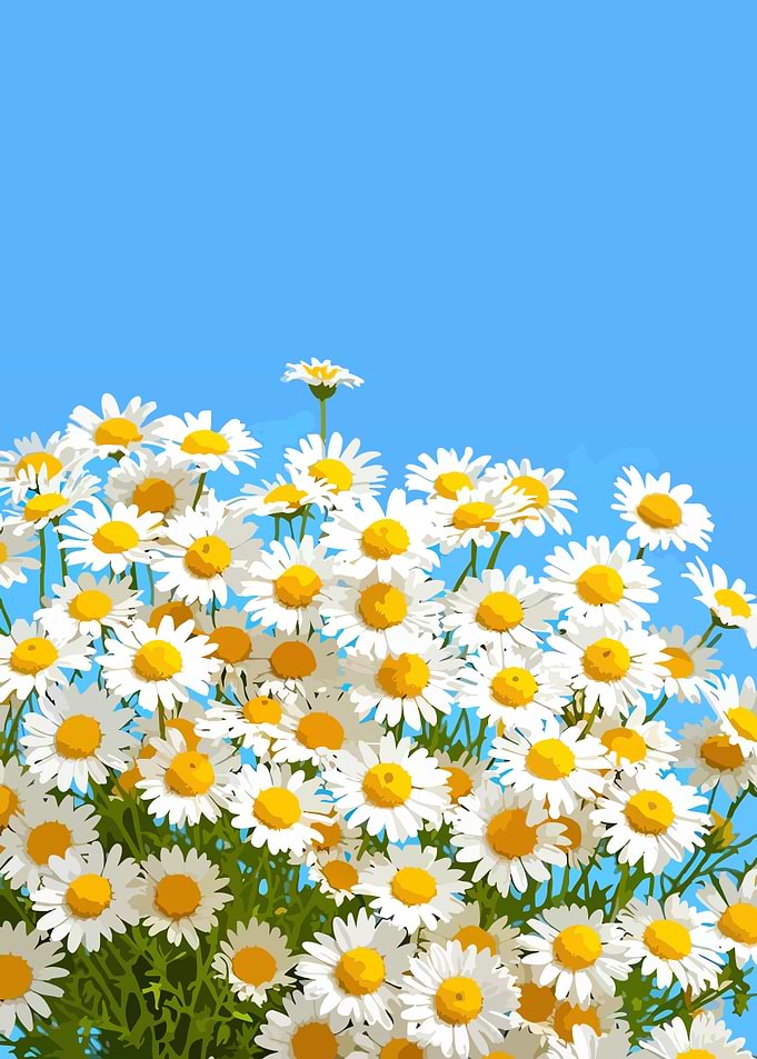 Daisy Field Against Blue Sky