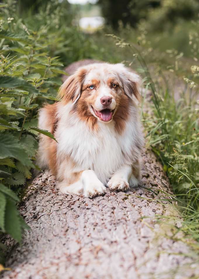 Happy Dog on a Log