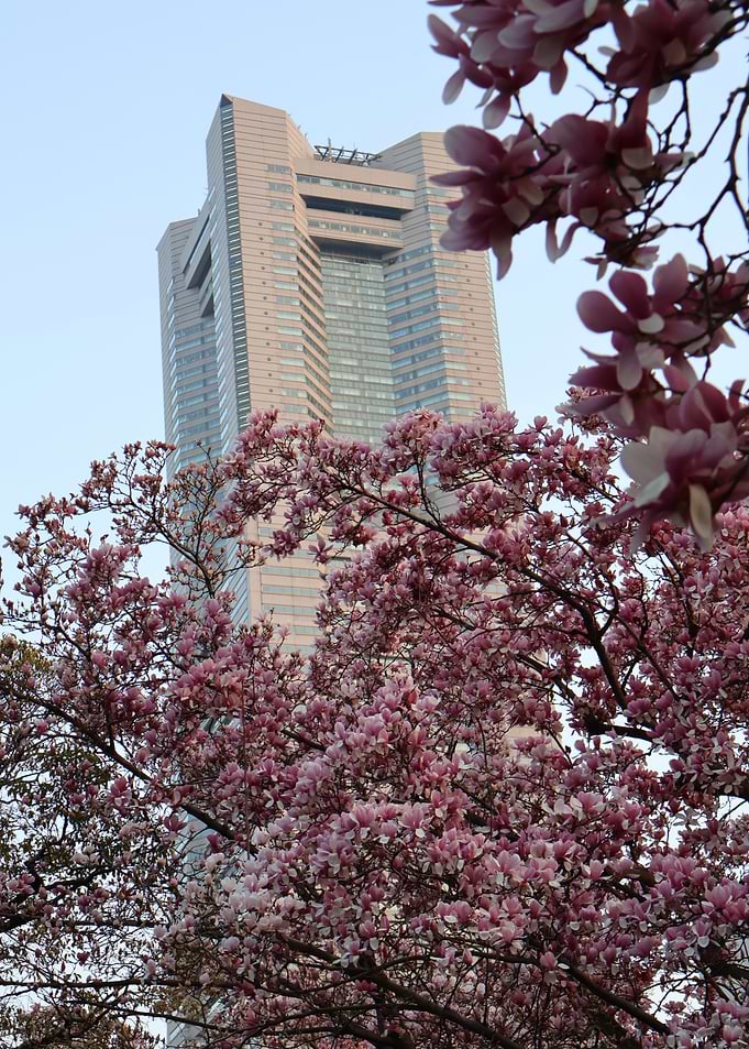 Yokohama Landmark Tower and Blossoming Tree