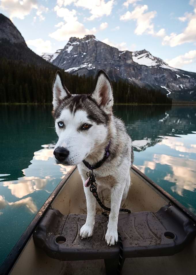 Husky in Canoe with Mountain Backdrop