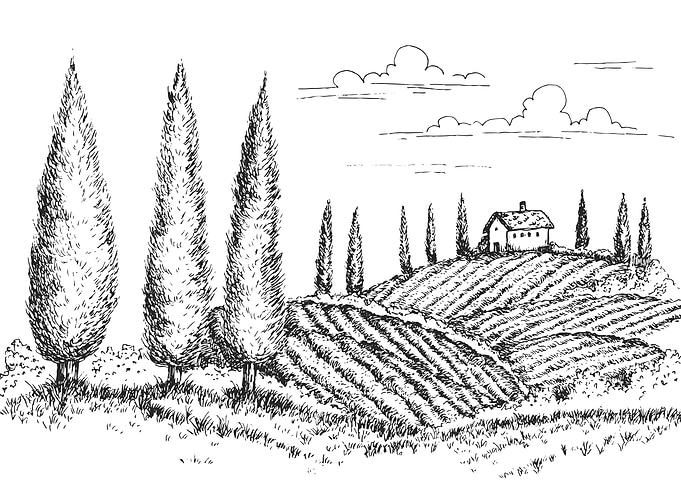 Vineyard Landscape Sketch