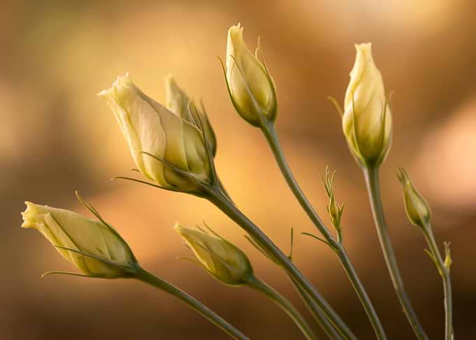 Delicate Flower Buds in Warm Light