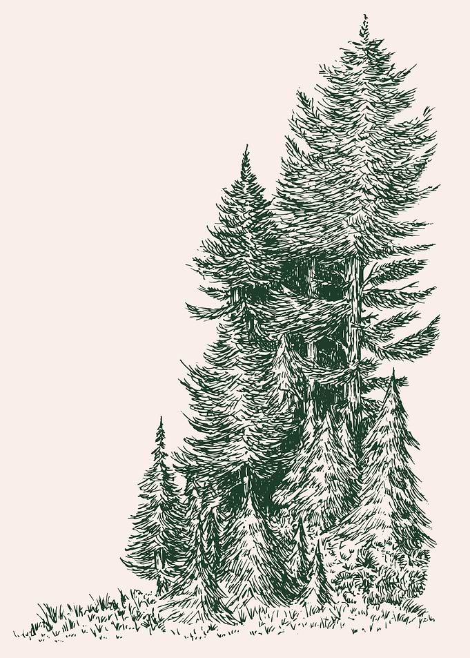 Pine Trees Illustration