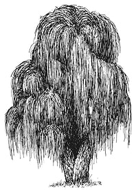 Weeping Willow Tree Black and White