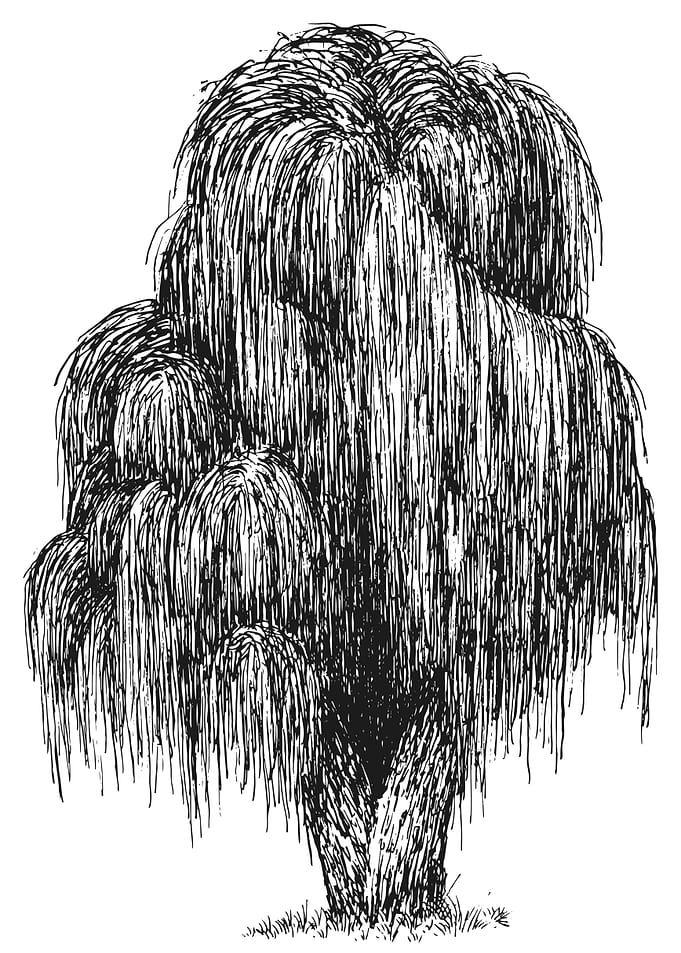 Weeping Willow Tree Black and White