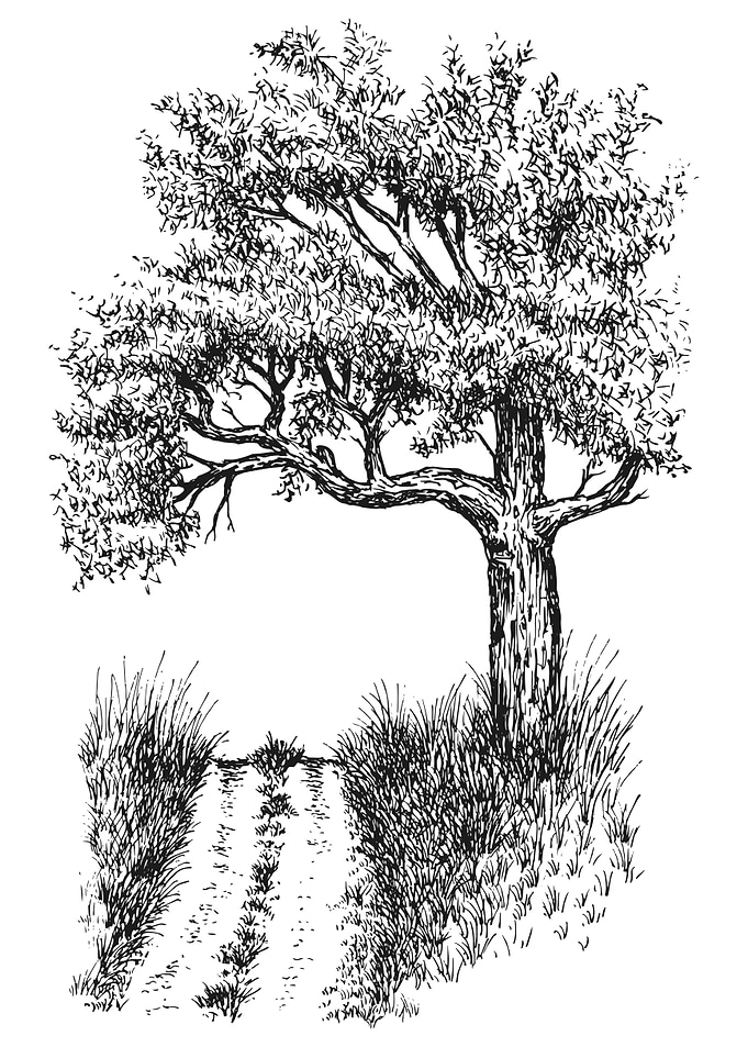 Tree and Path Black and White Sketch