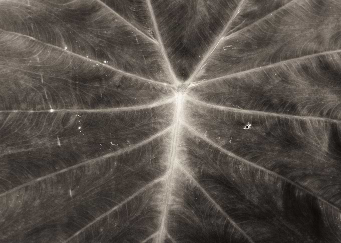 Elephant Ear Leaf Close-Up
