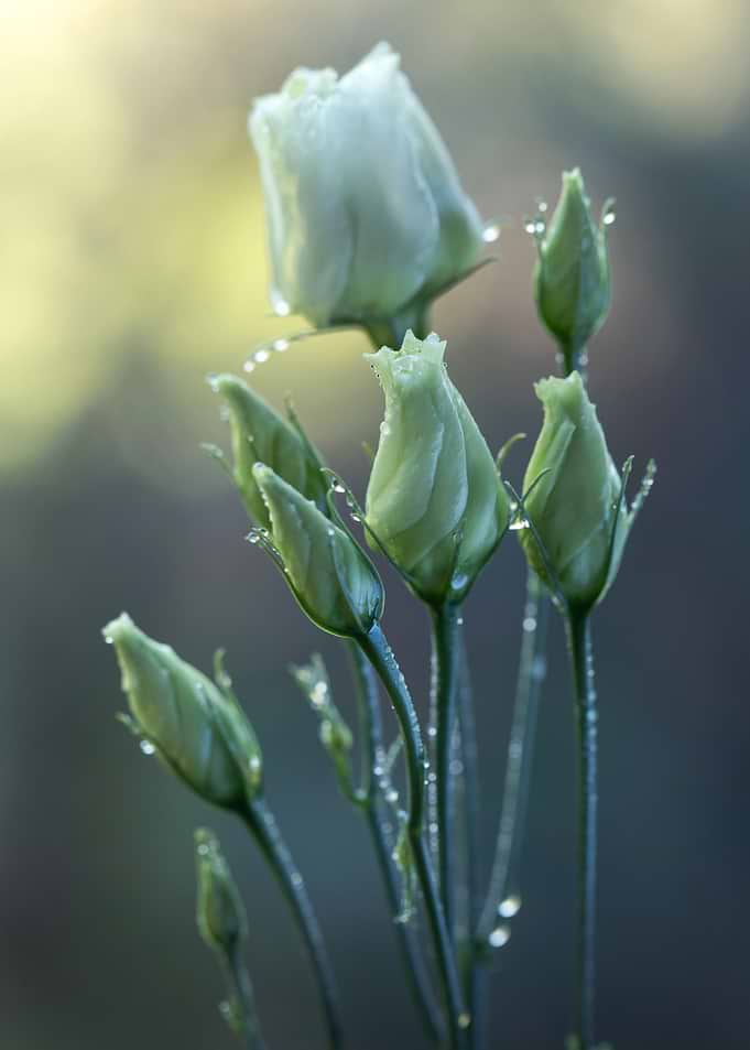 Lisianthus Flower Buds with Water Droplets