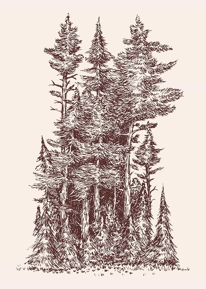 Monochrome Forest Illustration