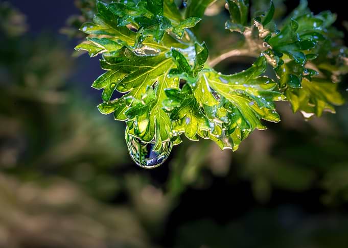 a drop of water on parsley