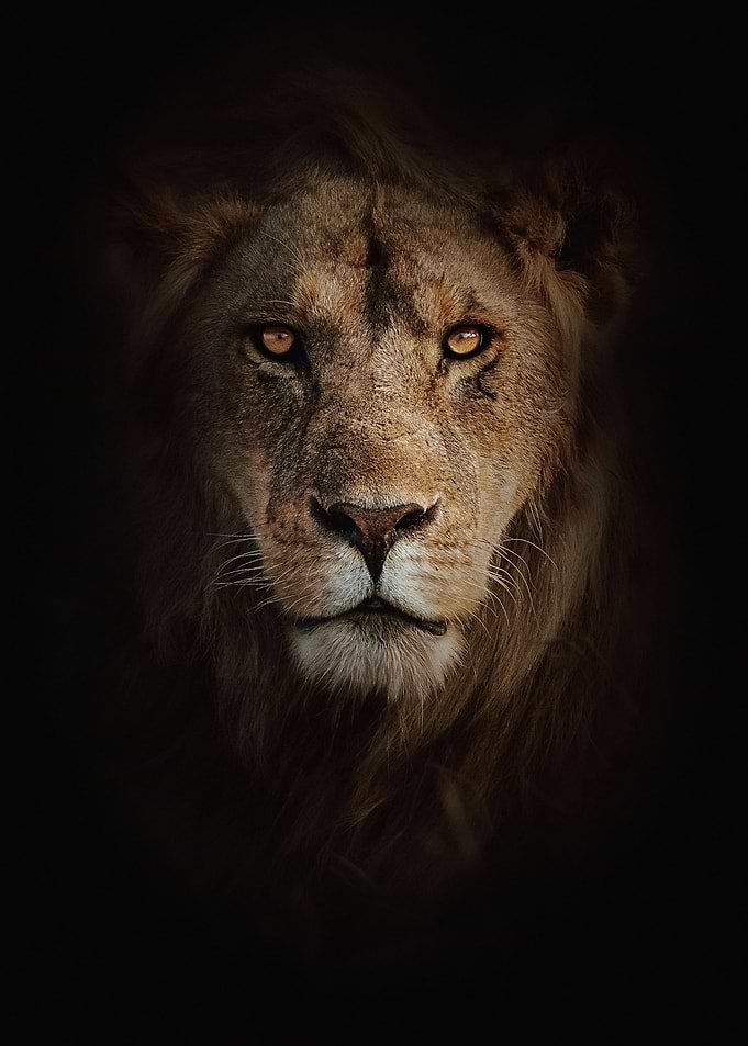 Lion portrait on black background