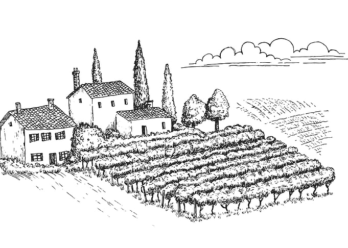 Vineyard Landscape Illustration