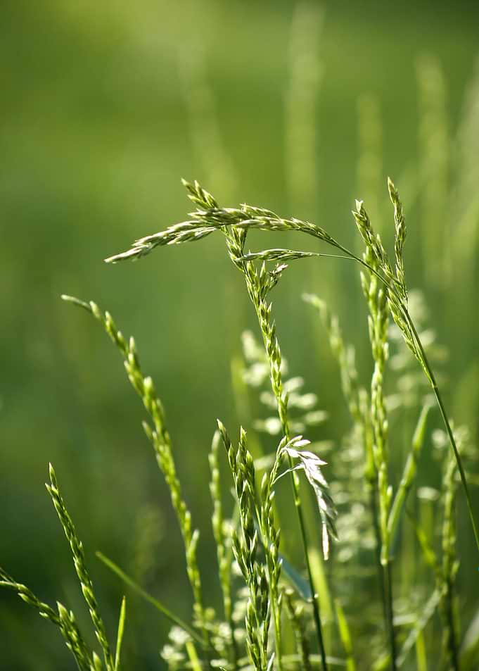 Green Grass Field