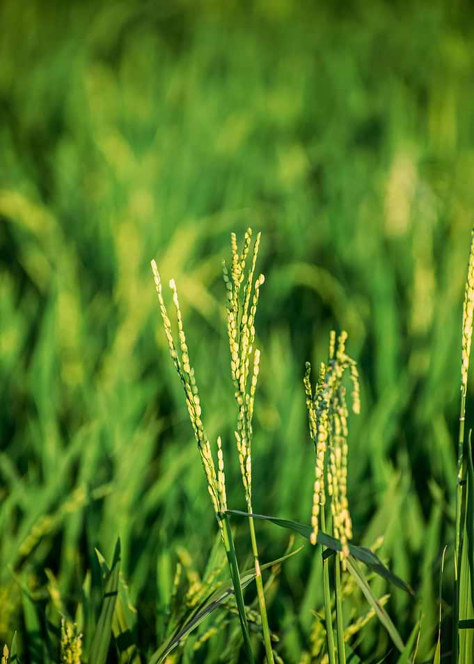Green Rice Field