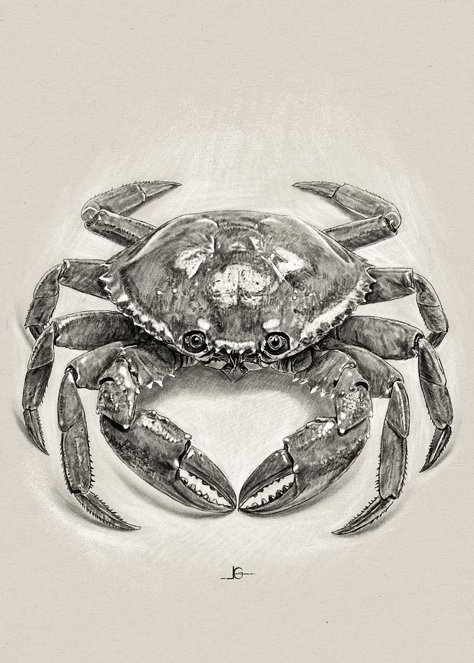 Realistic Crab Drawing