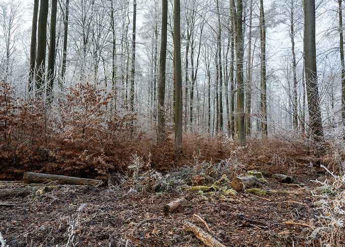 Winter Forest with Frost-Covered Trees