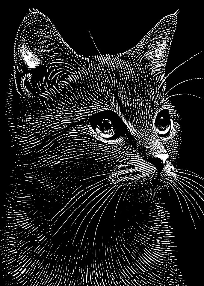 Monochrome Cat Portrait