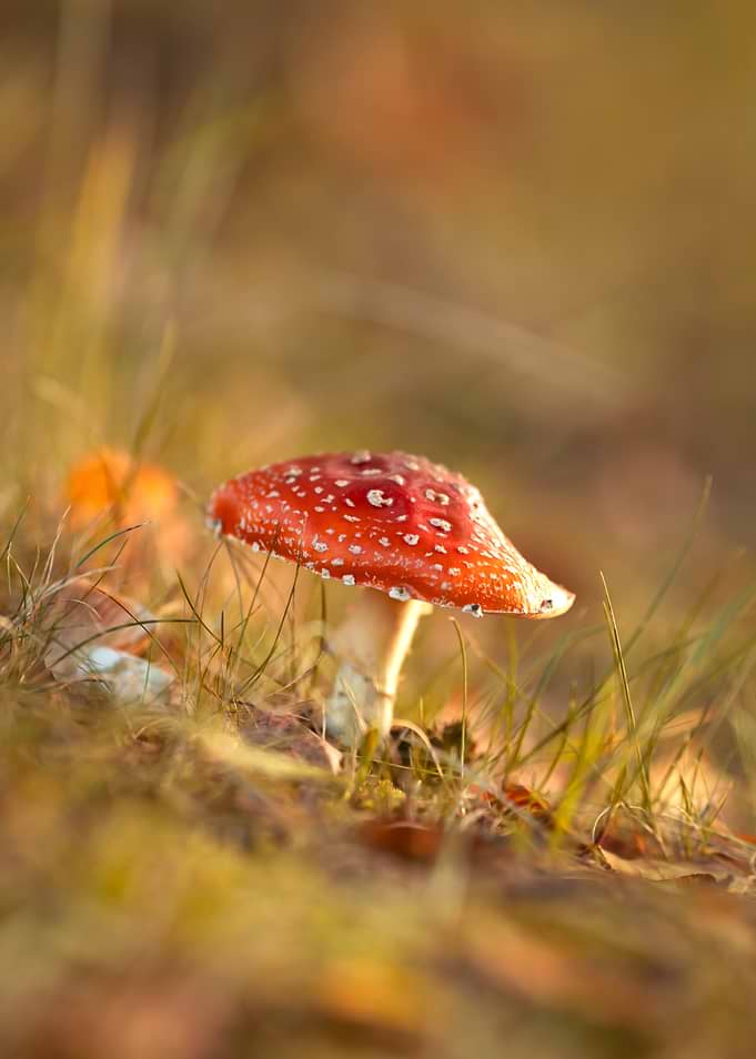 Amanita Mushroom in Natural Setting