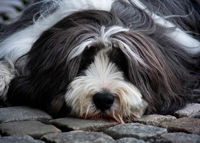 Bearded Collie Resting on Stone