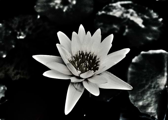 Monochrome Water Lily Blossom