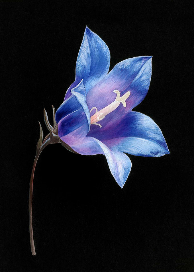 Bluebell Flower on Black Background