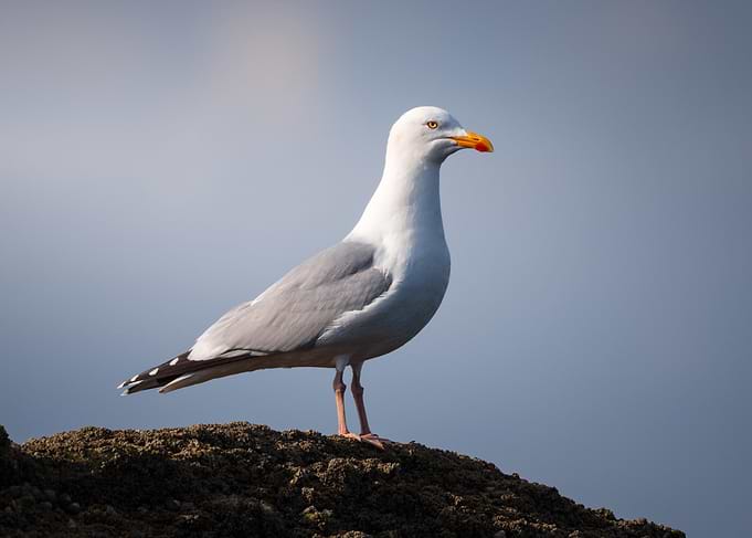 Seagull perched on a rock
