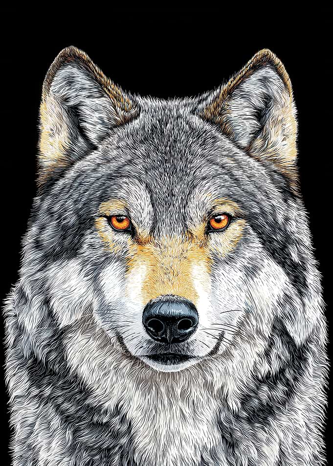 Wolf Portrait on Black Background
