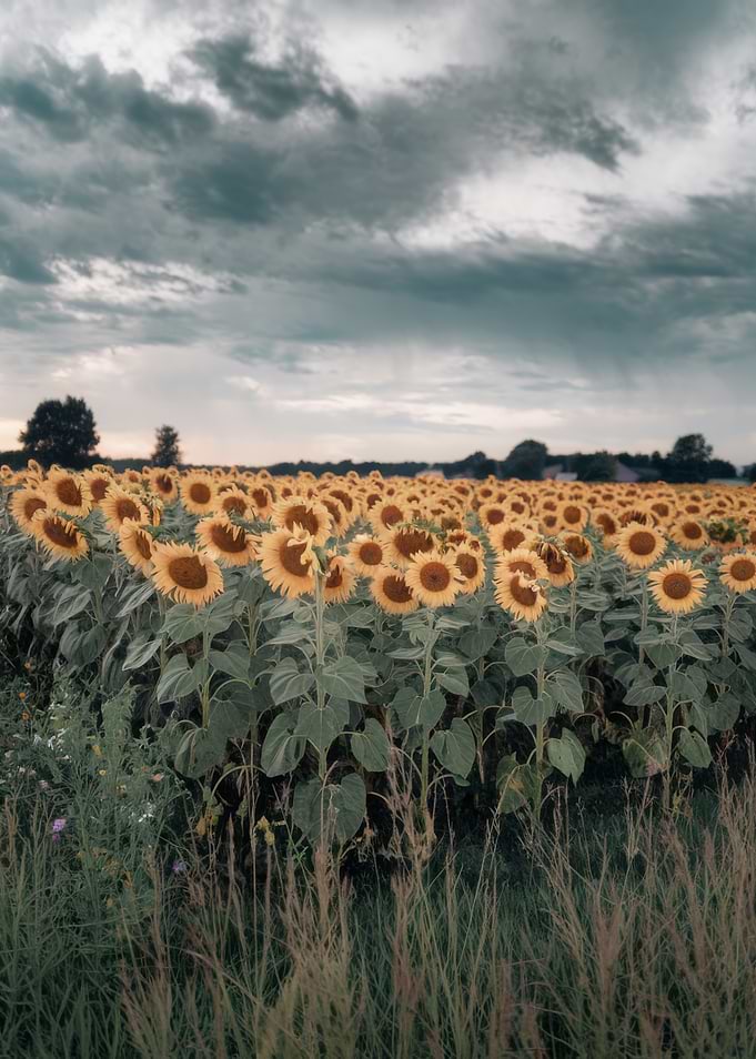 Sunflower field under a cloudy sky