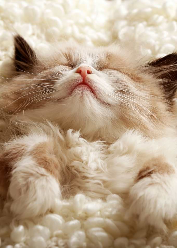 Sleeping Kitten on Fluffy Blanket