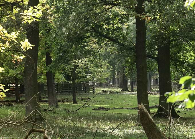 Sunlit Forest Clearing