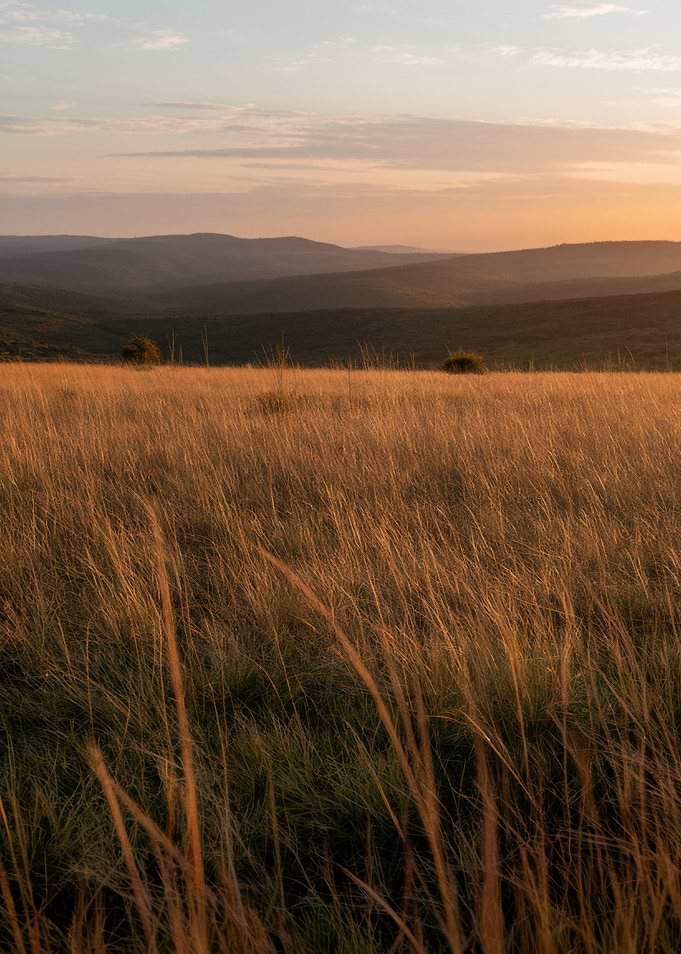 Golden Field at Sunset