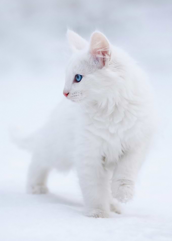 White Kitten with Blue Eyes